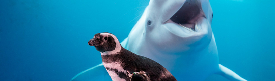Shedd Aquarium